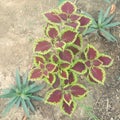 Colourful plant on the ground looking special