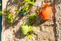 Colourful plant pots