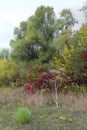 Colourful plants in city park