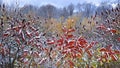 Colourful plants covered with snow after the snowstorm