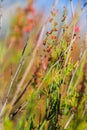 Colourful plants on earth