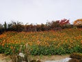 Colourful plants in Korea autumn garden