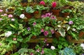 Colourful Plants in pots on staging.