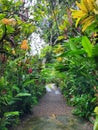 Colourful plants in a tropical corridor in Praslin island, Seychelles