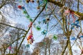 Colourful plastic pacifiers hanging in a tree