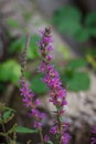Colourful pretty flowers of Purple loosestrife Lythrum salicaria plant growing on road side in natural forest Royalty Free Stock Photo
