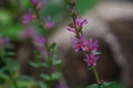 Colourful pretty flowers of Purple loosestrife Lythrum salicaria plant growing on road side in natural forest Royalty Free Stock Photo