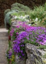 Colourful purple and pink flowered aubretia trailing plants, growing on a low rockery wall at Wisley garden, Surrey UK. Royalty Free Stock Photo