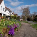 Colourful purple and pink flowered aubretia trailing plants growing on a low wall in Pinner UK