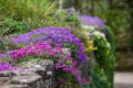 Colourful purple and pink flowered aubretia trailing plants, growing on a low rockery wall at Wisley garden, Surrey UK. Royalty Free Stock Photo