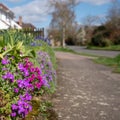 Colourful purple and pink flowered aubretia trailing plants growing on a low wall in Pinner UK