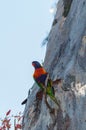 Colourful Rainbow Lorikeet perched in a tree