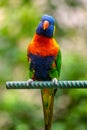 Colourful rainbow lorikeet sitting on a perch Royalty Free Stock Photo