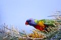 Colourful rainbow lorrikeet Royalty Free Stock Photo