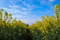 Colourful Rapeseed Oil Field