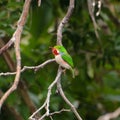 Cuban Tody Royalty Free Stock Photo