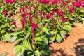 Colourful red Celosia flower or Cockscomb and petunia flowers blooming in in garden Royalty Free Stock Photo