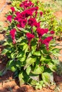 Colourful red Celosia flower or Cockscomb and petunia flowers blooming in in garden Royalty Free Stock Photo