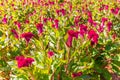 Colourful red Celosia flower or Cockscomb and petunia flowers blooming in in garden Royalty Free Stock Photo