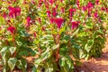 Colourful red Celosia flower or Cockscomb and petunia flowers blooming in in garden Royalty Free Stock Photo