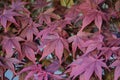 Japanese maple leaf background in autumn. Colourul red maple leaves Royalty Free Stock Photo