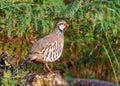 Red-legged Partridge - Alectoris rufa standing on a log.