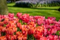 Colourful red and orange tulips on display at Keukenhof Gardens, Lisse, South Holland. Photographed on a sunny spring day. Royalty Free Stock Photo