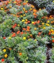 Colourful red orange and yellow Marigold flowers in a flower nursery