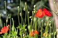 Colourful red poppies, photographed in late afternoon in mid summer, in Chiswick, West London U Royalty Free Stock Photo