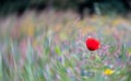 Colourful red poppy amongst other wild flowers in a meadow, with radial motion blur in the background. Royalty Free Stock Photo