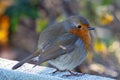 Colourful Robin Redbreast Stood On An Icy Fence Royalty Free Stock Photo