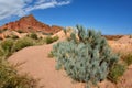 Colourful rocks of Fairy tale ravine with Ephedra bush,Kirgizia