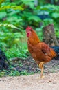 Colourful rooster American Brown Leghorn rooster