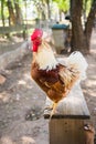 Colourful rooster sitting on wooden bench in yard