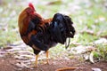 Colourful Rooster in Hawaii, USA