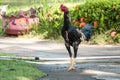 Colourful rooster looking at you