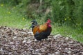 Colourful Rooster Amongst the Bark