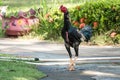 Colourful rooster proudly marching