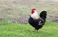 A colourful rooster standing in the grass