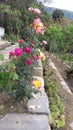 Colourful rose collection at my village..summer collections Royalty Free Stock Photo