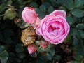 The beginning of withering, The last roses. park pink roses after the onset of frost. northern europe. Rose bush with pink roses
