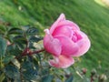 The beginning of withering, The last roses. park pink roses after the onset of frost. northern europe. Rose bush with pink roses