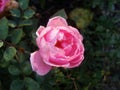 The beginning of withering, The last roses. park pink roses after the onset of frost. northern europe. Rose bush with pink roses