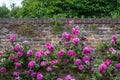 Roses at Eastcote House Gardens, historic walled garden in Eastcote, Pinner, UKgdon, UK Royalty Free Stock Photo