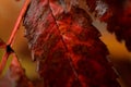 Colourful rowan tree leaf wet from new snow macro Royalty Free Stock Photo