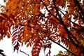 Colourful rowan tree with snow in late autumn Royalty Free Stock Photo