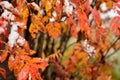 Colourful rowan tree with snow in late autumn Royalty Free Stock Photo