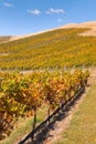 Colourful rows of grapevine growing in vineyard on sunny slope at harvest time