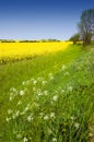 Colourful Rural Landscape