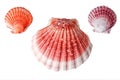 Colourful scallop shells close-up isolated on white